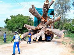 The Untold Story of Baobab Exportation Scandal from Kenya to Georgia